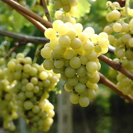 Podere S. Anna
