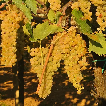 Landhuis Podere S. Anna