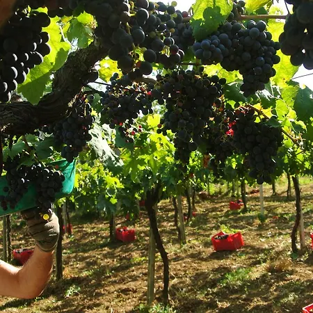 Podere S. Anna *