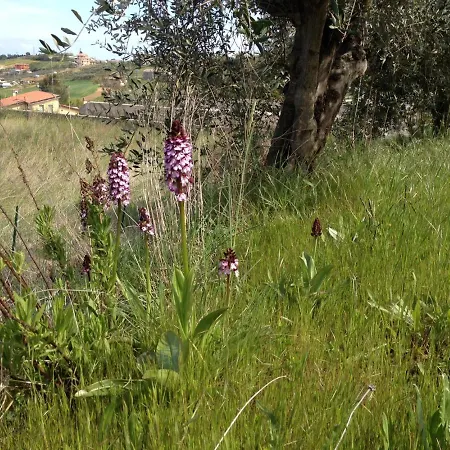 Podere S. Anna Casa di campagna Atri